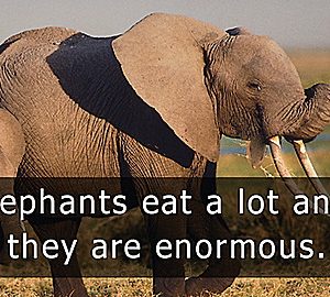 Discovery Education: Animal Alphabet