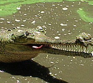 Discovery Education: Animals Around Us