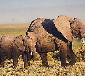 Discovery Education: Animals in Action