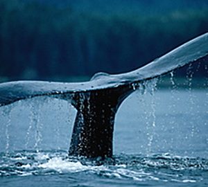 Discovery Education: Corwin's Quest - The Blue Whale's Tail