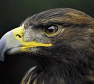 Discovery Education: Corwin's Quest - The Eagle's View