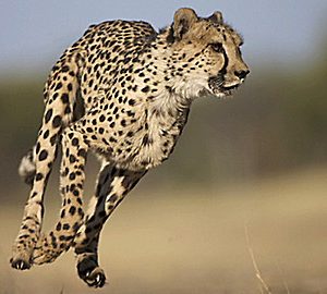 The Jeff Corwin Experience: Tanzania - Ecosystem in Motion