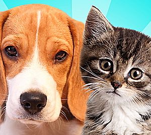 Speakaboos: All About Animals
