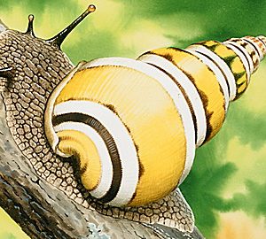 Wild Animal Baby Explorers: Funny Friends – The Slow, the Silly and the Scratchy