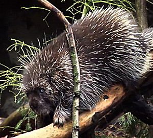 Wild Animal Baby Explorers: Hide & Seek