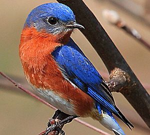 Wild Animal Baby Explorers: Look, Listen and Learn–The 5 Senses