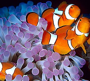 Wild Animal Baby Explorers: Discover the Sea