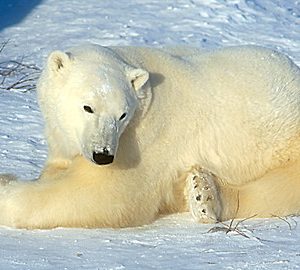 Wild Animal Baby Explorers: Snow Adventures