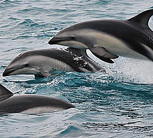 Wild Animal Baby Explorers: Dolphins, Fish and Surprising Swimmers