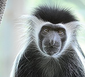 Wild Animal Baby Explorers: The Marvelous World of Monkeys