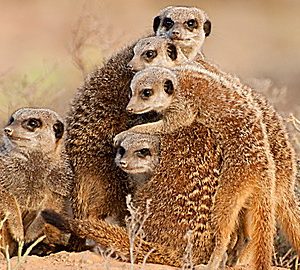 Wild Animal Baby Explorers: African Safari Adventure