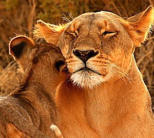Wild Animal Baby Explorers: They're Just Like Me