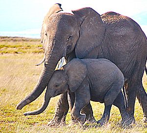 Wild Animal Baby Explorers: Moms are the Best!
