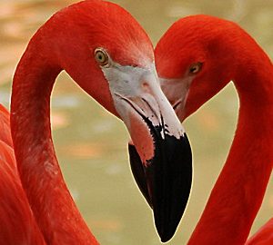Wild Animal Baby Explorers: Feathery Friends