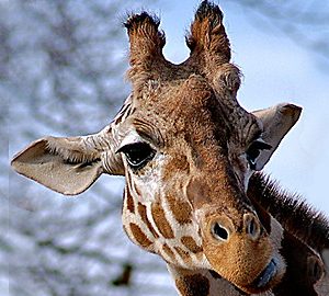 Wild Animal Baby Explorers: Spots and Stripes